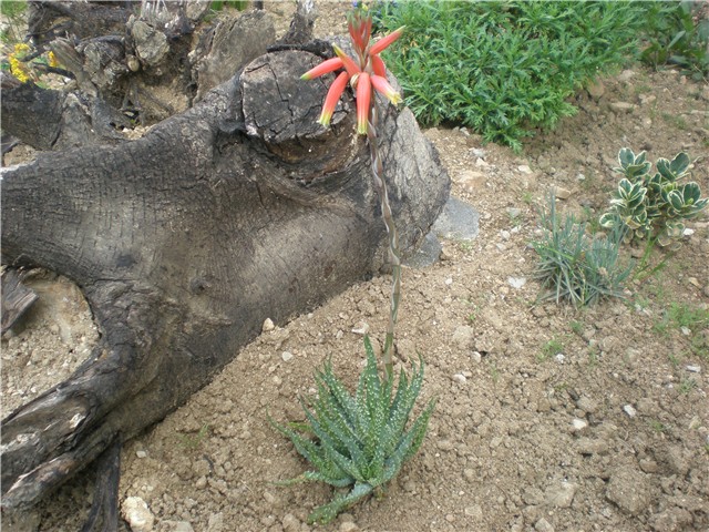 cviće